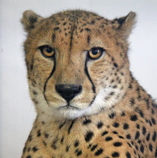 Haraka